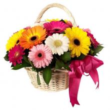 12 Assorted  Gerberas in a Basket